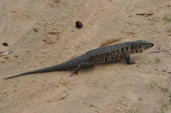 Um lagarto cruza a estrada no Hato El Cedral, na região dos llanos venezuelanos, perto da cidade de Mantecal